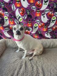 Shelter Stray Male Dog last seen , West Valley Animal Shelter, 20655 Plummer St, Chatsworth, CA 91311, USA