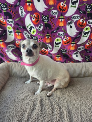 Shelter Stray Male Dog last seen , West Valley Animal Shelter, 20655 Plummer St, Chatsworth, CA 91311, USA