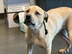 Shelter Stray Male Dog last seen , West Valley Animal Shelter, 20655 Plummer St, Chatsworth, CA 91311, USA