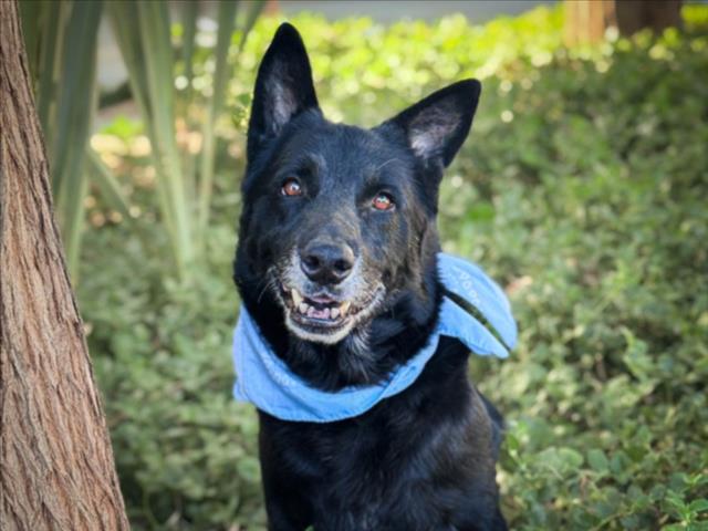 Shelter Stray Male Dog last seen , 957 N Gaffey St, San Pedro, CA 90731, USA