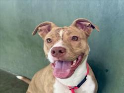 Shelter Stray Female Dog last seen , 14409 Vanowen St, Van Nuys, CA 91405, USA