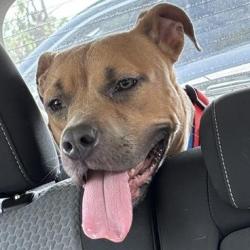 Shelter Stray Female Dog last seen Near, 5001 E Raymond St, Indianapolis, IN 46203, USA