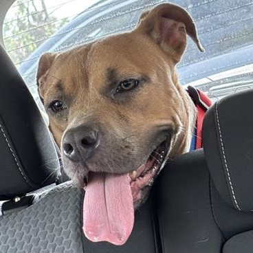 Shelter Stray Female Dog last seen Near, 5001 E Raymond St, Indianapolis, IN 46203, USA