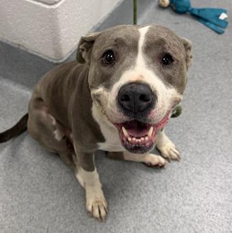 Shelter Stray Female Dog last seen Near, 5001 E Raymond St, Indianapolis, IN 46203, USA
