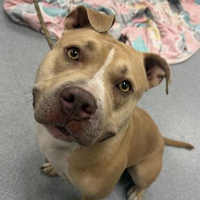 Shelter Stray Male Dog last seen Near, 5001 E Raymond St, Indianapolis, IN 46203, USA