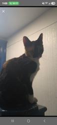 Reunited Female Cat last seen 172nd street and Jennings street, The Bronx, NY 10460
