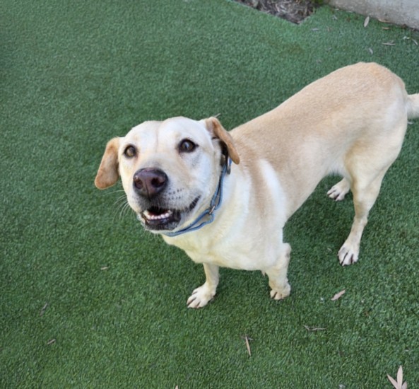 Shelter Stray Female Dog last seen , 1850 W 60th St, Los Angeles, CA 90047, USA