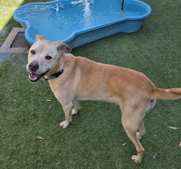 Shelter Stray Male Dog last seen , 1850 W 60th St, Los Angeles, CA 90047, USA