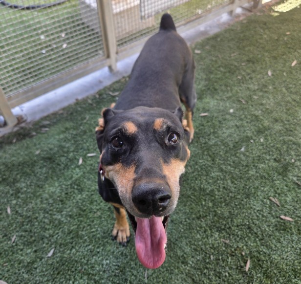 Shelter Stray Female Dog last seen , 1850 W 60th St, Los Angeles, CA 90047, USA