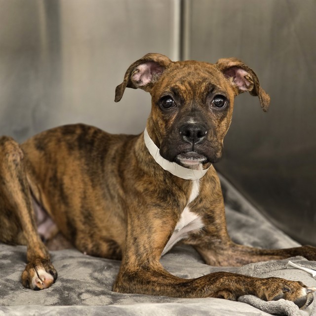 Shelter Stray Female Dog last seen 27TH AVE AND INDIAN SCHOOL RD, 2500 S 27th Ave, Phoenix, AZ 85009, USA