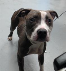 Shelter Stray Female Dog last seen Near BLOCK CLIFFDALE RD, FAYETTEVILLE NC 28314, 4704 Corporation Dr, Fayetteville, NC 28306, USA