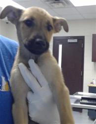 Shelter Stray Female Dog last seen GILCREST SANDS DR, HOPE MILLS NC 28348, 4704 Corporation Dr, Fayetteville, NC 28306, USA