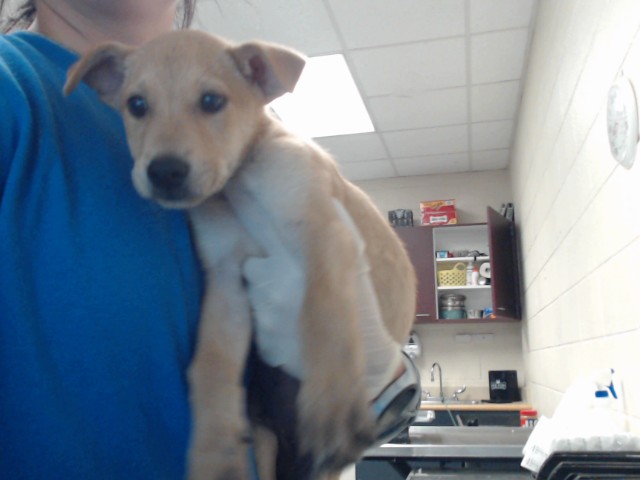 Shelter Stray Male Dog last seen GILCREST SANDS DR, HOPE MILLS NC 28348, 4704 Corporation Dr, Fayetteville, NC 28306, USA