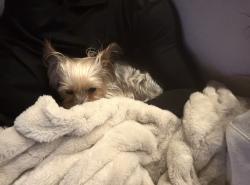 Reunited Female Dog last seen Spring Cypress & Grant Rd; HEB Spring Cypress, Cypress, TX 77429