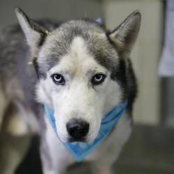 Shelter Stray Male Dog last seen Near BLOCK KENTUCKY, 4710 TX-151, San Antonio, TX 78227, USA