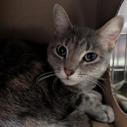 Shelter Stray Female Cat last seen Near BLOCK N FLORIDALE AVE, 10521 Baur Blvd, Olivette, MO 63132, USA