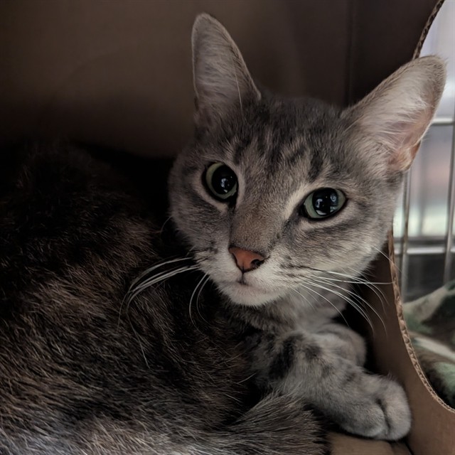 Shelter Stray Female Cat last seen Near BLOCK N FLORIDALE AVE, 10521 Baur Blvd, Olivette, MO 63132, USA