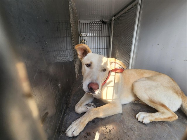 Shelter Stray Male Dog last seen Near BLOCK WASHINGTON ST, BAKERSFIELD CA 93307, 3951 Fruitvale Ave, Bakersfield, CA 93308, USA
