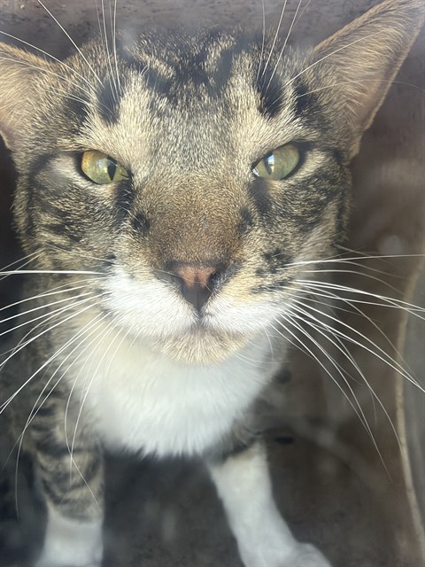 Shelter Stray Male Cat last seen Near BLOCK W BEDFORD RD, WEST VALLEY CITY UT 84119, 4522 W 3500 S, West Valley City, UT 84120, USA