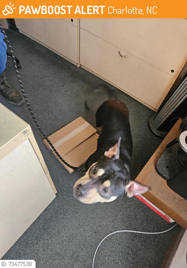 Found/Stray Male Dog last seen North Graham St, Charlotte, NC 28269