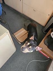 Found/Stray Male Dog last seen North Graham St, Charlotte, NC 28269