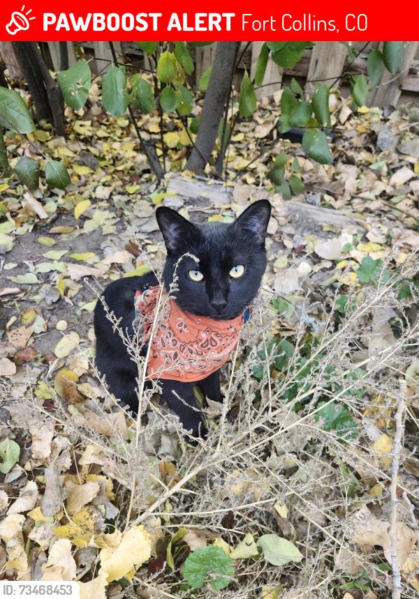 Lost Male Cat last seen Fossil Ridge Drive, Fort Collins, CO 80525