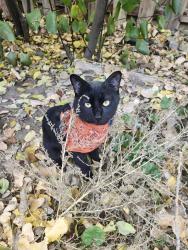 Lost Male Cat last seen Fossil Ridge Drive, Fort Collins, CO 80525