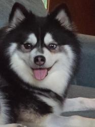 Reunited Female Dog last seen Harmony hill and Skelp level, East Bradford Township, PA 19380