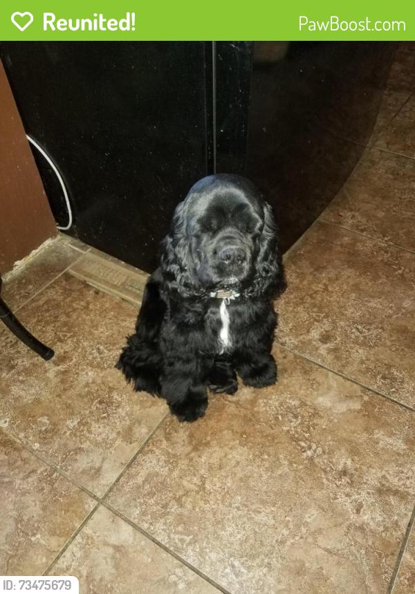 Reunited Male Dog last seen 10th, Aurora, CO 80010
