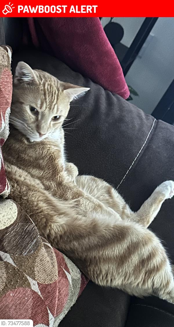 Lost Male Cat last seen venezia s, Howey-in-the-Hills, FL 34737
