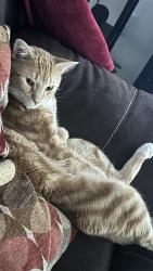 Lost Male Cat last seen venezia s, Howey-in-the-Hills, FL 34737