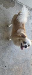 Found/Stray Male Dog last seen March st, San Antonio, TX 78214