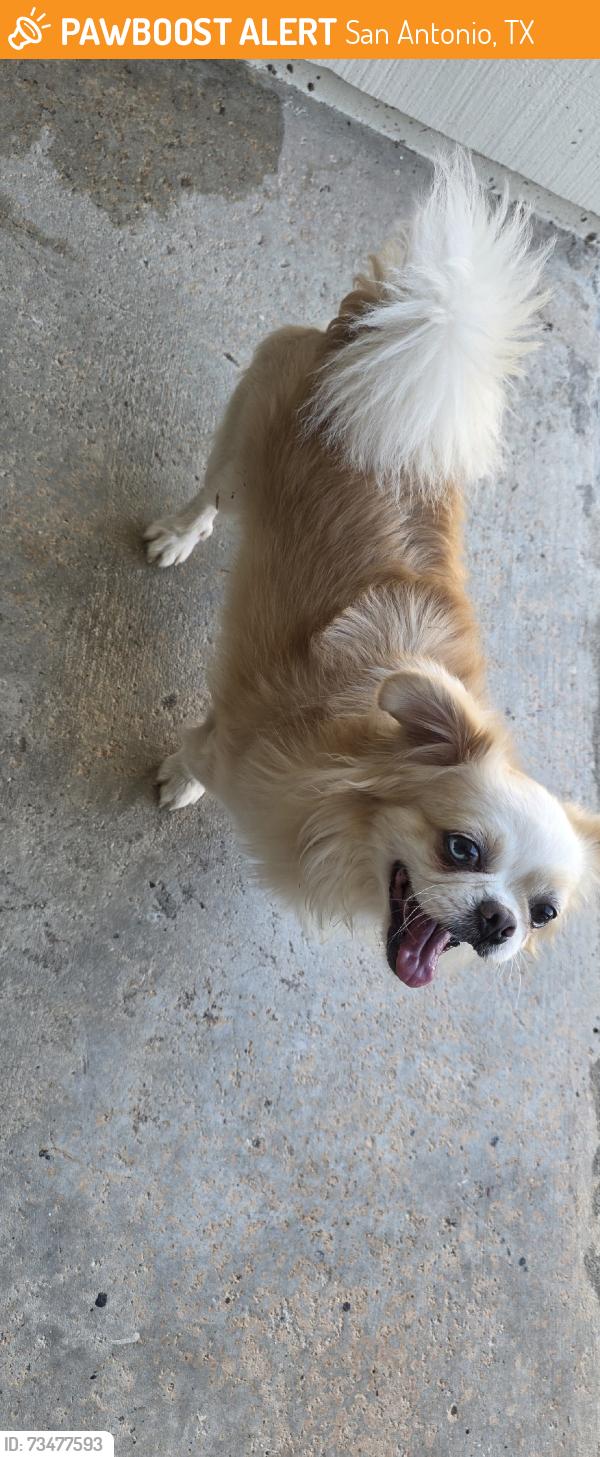 Found/Stray Male Dog last seen March st, San Antonio, TX 78214