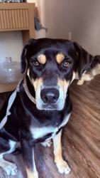 Found/Stray Male Dog last seen Barton Springs south, Austin, TX 78704