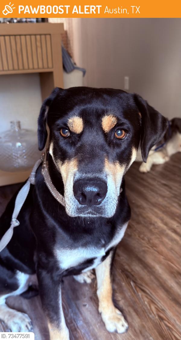 Found/Stray Male Dog last seen Barton Springs south, Austin, TX 78704