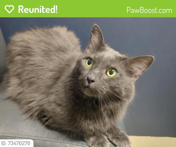 Reunited Male Cat last seen Wishart Aly, Ashburn, VA 20147, USA, Ashburn, VA 20147