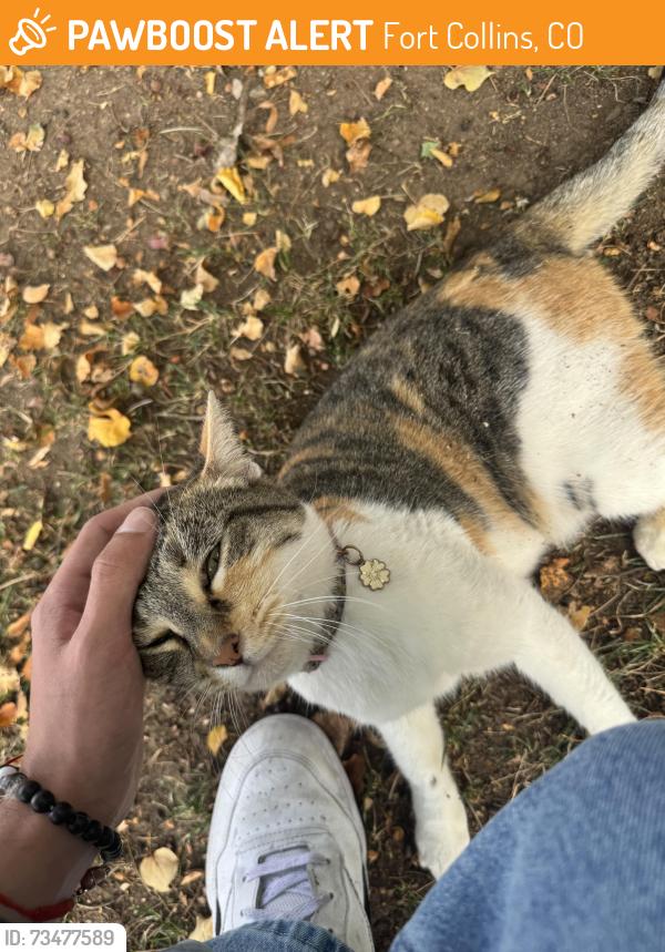 Found/Stray Female Cat last seen In neighborhood by Front Range Community College, Fort Collins, CO 80526
