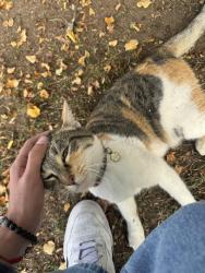 Found/Stray Female Cat last seen In neighborhood by Front Range Community College, Fort Collins, CO 80526