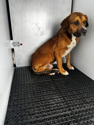 Shelter Stray Male Dog last seen Near Lennox Dr, Kings Mountain, NC, 1491 Business Park Ct, Gastonia, NC 28052, USA