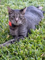 Lost Male Cat last seen Springdale Elementary school, Fort Worth, TX 76111