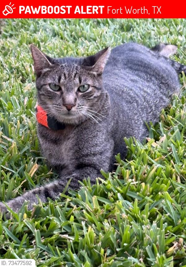 Lost Male Cat last seen Springdale Elementary school, Fort Worth, TX 76111