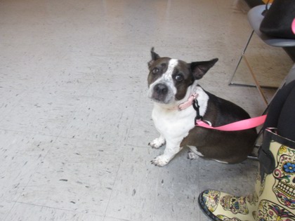 Shelter Stray Female Dog last seen Pine Ridge Blvd & Elkcam Blvd, Beverly Hills, FL, 4030 S Airport Rd, Inverness, FL 34450, USA