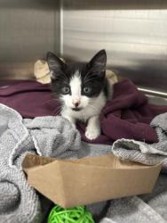 Shelter Stray Male Cat last seen Near W Patapsco Ave, Baltimore, MD 21230, 21230, MD, 2490 Giles Rd, Baltimore, MD 21225, USA