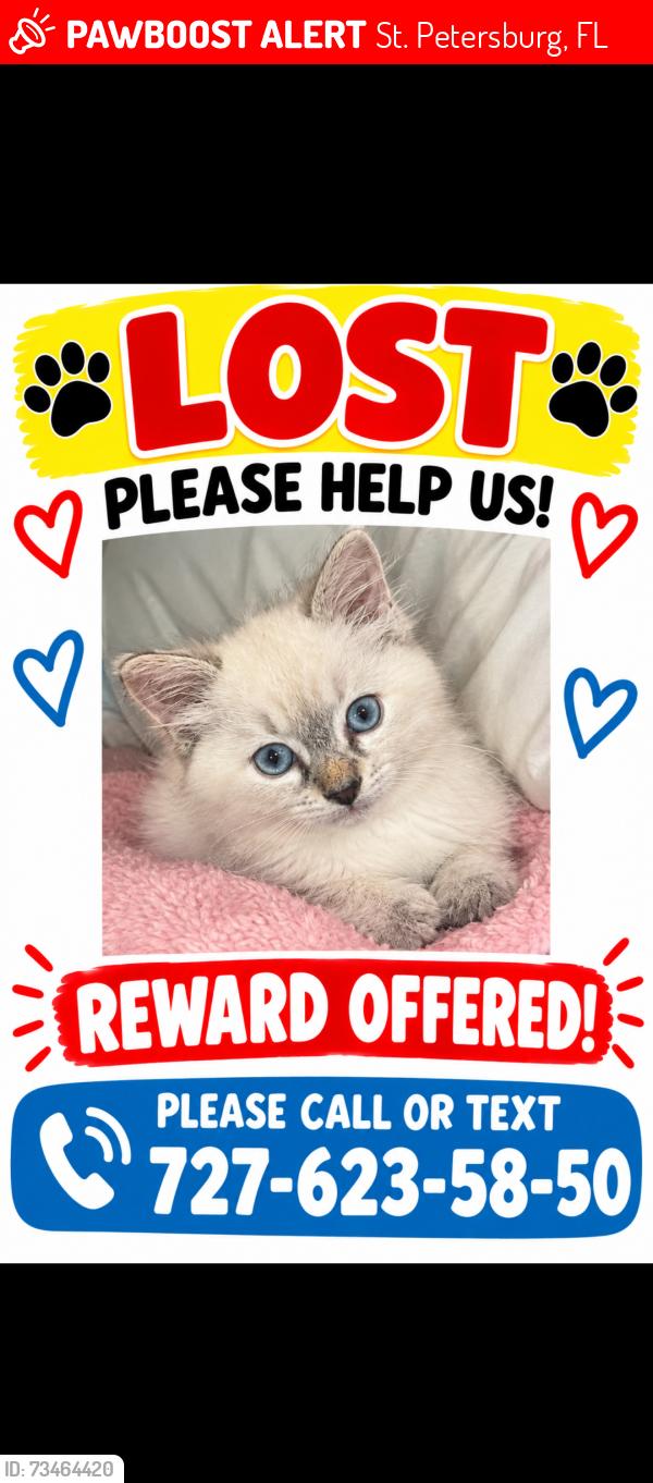 Lost Female Cat last seen Near 52 NE ave nort Saint Petersburg 33714, St. Petersburg, FL 33714