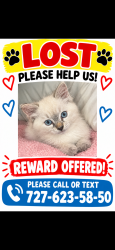 Lost Female Cat last seen Near 52 NE ave nort Saint Petersburg 33714, St. Petersburg, FL 33714