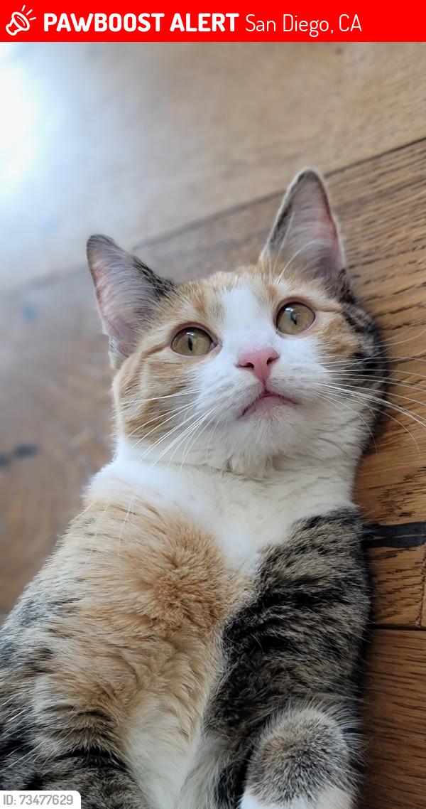 Lost Female Cat last seen Hilton Pl & marlesta dr, San Diego, CA 92111