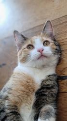 Lost Female Cat last seen Hilton Pl & marlesta dr, San Diego, CA 92111
