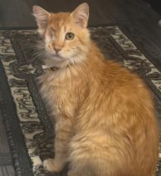 Lost Male Cat last seen Tecumseh Middle School, Tecumseh, OK 74873