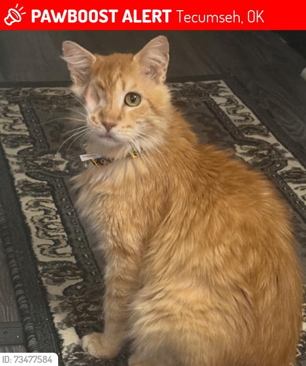 Lost Male Cat last seen Tecumseh Middle School, Tecumseh, OK 74873