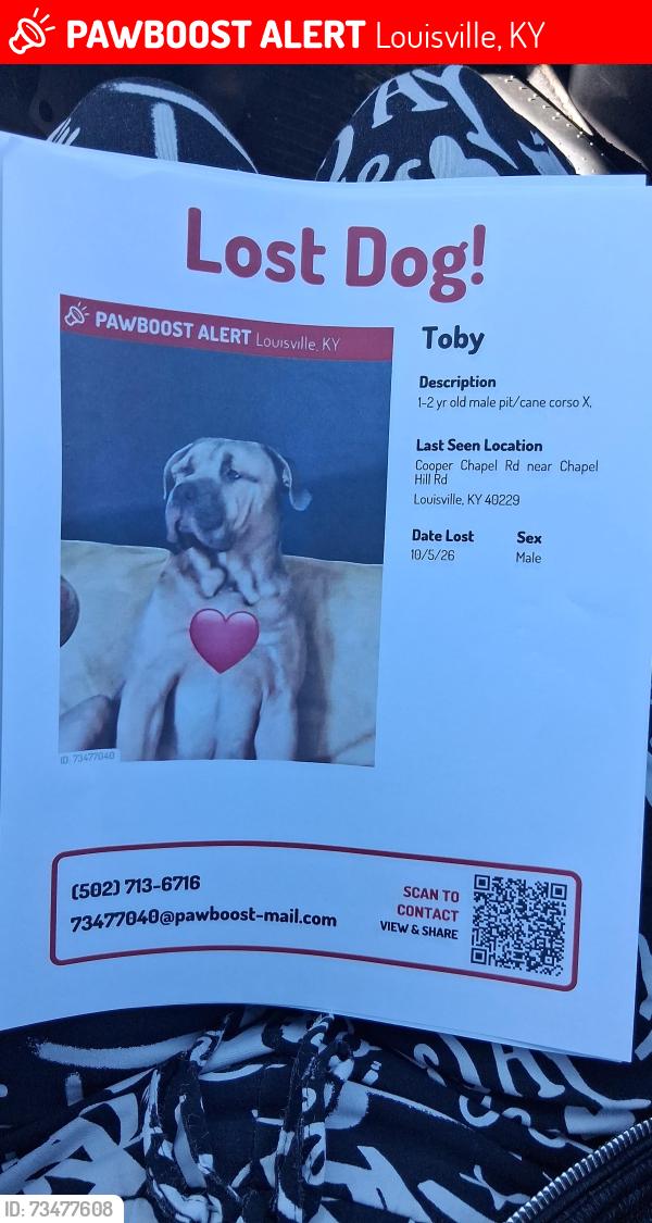 Lost Male Dog last seen Coper chapel rd near chapel, Louisville, KY 40229